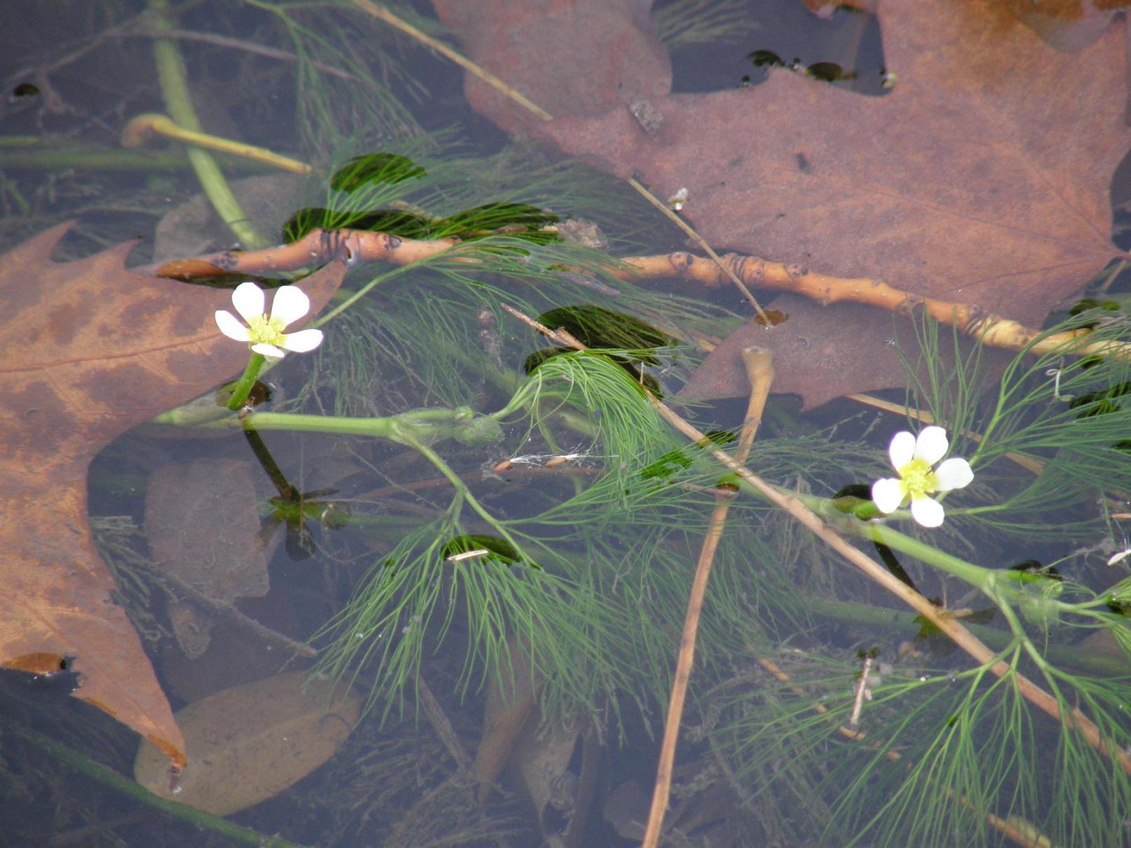 Ranunculus trichophyllus / Ranuncolo a foglie capillari